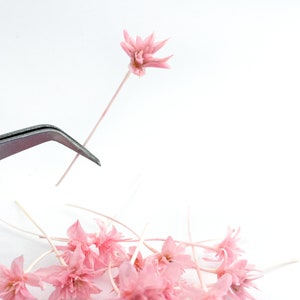 Può includere: Primo piano di fiori rosa secchi con lunghi steli. Una pinzetta d'argento tiene un fiore, mentre altri sono sparsi sotto. Lo sfondo è bianco.