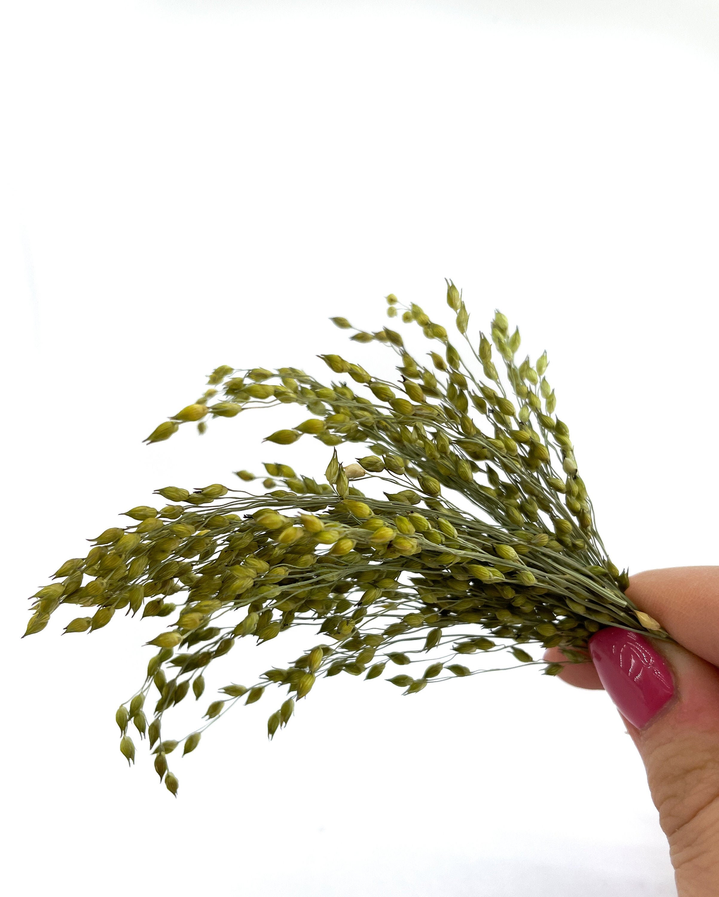 10 Pcs Dried Natural Millet Grass Small Plants for Resin Etsy