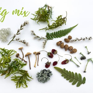 Puede incluir: Una colección de botánicos secos, incluyendo musgo, helechos, hongos y bayas. El texto "Big mix" está escrito en verde en la parte superior de la imagen.