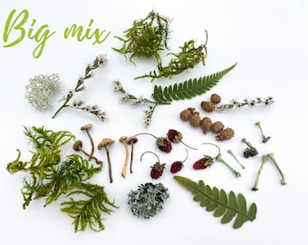 FOREST MIX | Set of Small Lichen Moss Mushrooms Fern Pixie Cups  | Plants for resin Resin casting Rustic decor Dried mini plant Fairy garden