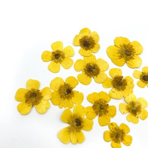 Op de afbeelding: Een verzameling gedroogde gele bloemen met bruine centra, verspreid over een witte achtergrond.