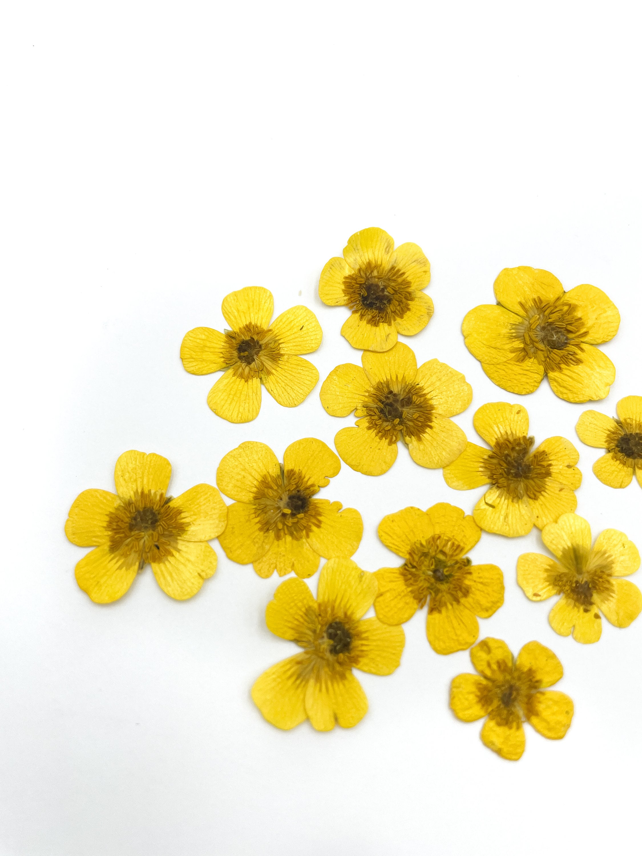 12 pcs Yellow Real Dried Buttercup Flowers Buds | Resin jewelry making Small flower for epoxy resin Home decor Hobby craft Wedding flowers
