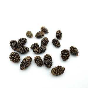 Può includere: Una collezione di pigne marroni sparse su uno sfondo bianco. Le pigne sono di diverse dimensioni e forme, alcune sono più aperte di altre.