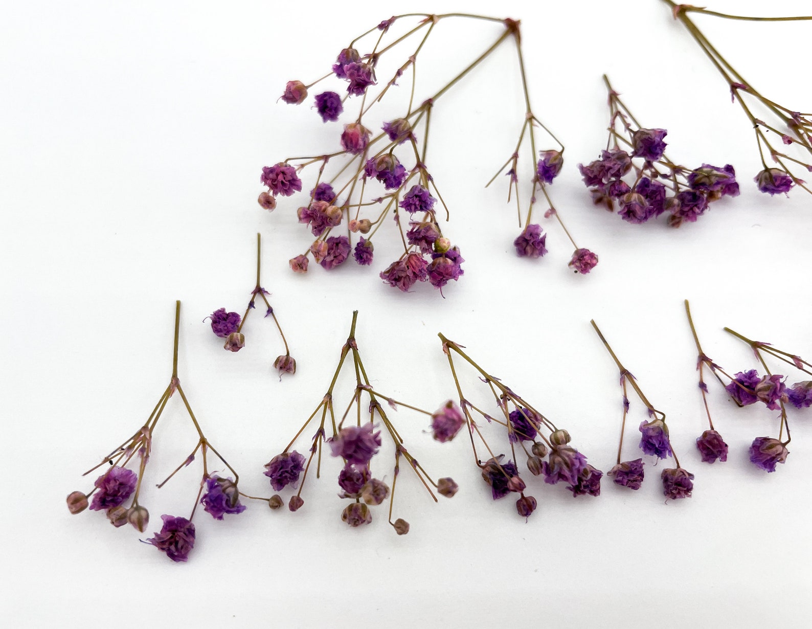 Purple Baby's Breath Dried purple gypsophilia Dried Etsy
