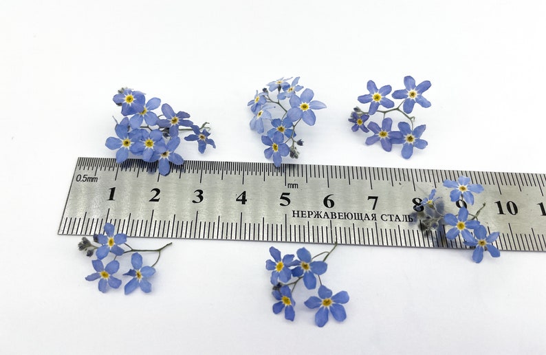 Cluster Ruller Dried Blue Forget Me Not | Tiny Forget Me Nots Flower for Resin Jewelry ...