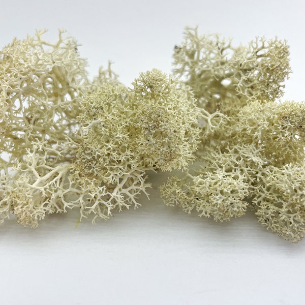 Preserved Real Ivory White Moss | Dried moss Plants for terrarium Moss Terrarium crafts Plants for resin Craft supply Sea craft Lichen