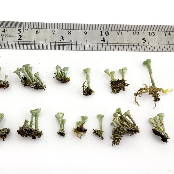 10/20/30 Dried Pixie Cup | Lichen Moss for resin jewelry Small eco plants for resin Terrarium making Moss Lichen Hobby crafts Epoxy resin