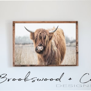 Highland Cow