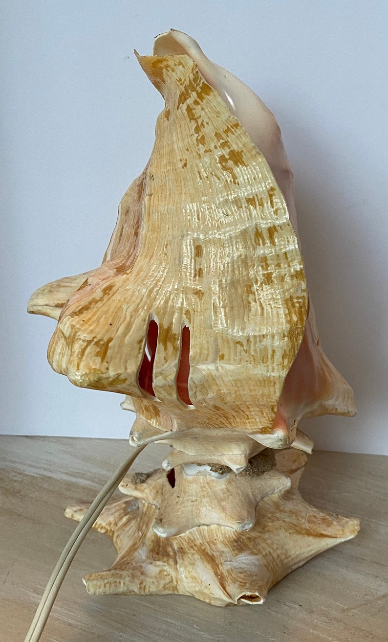 Vintage Conch Shell Light - Etsy
