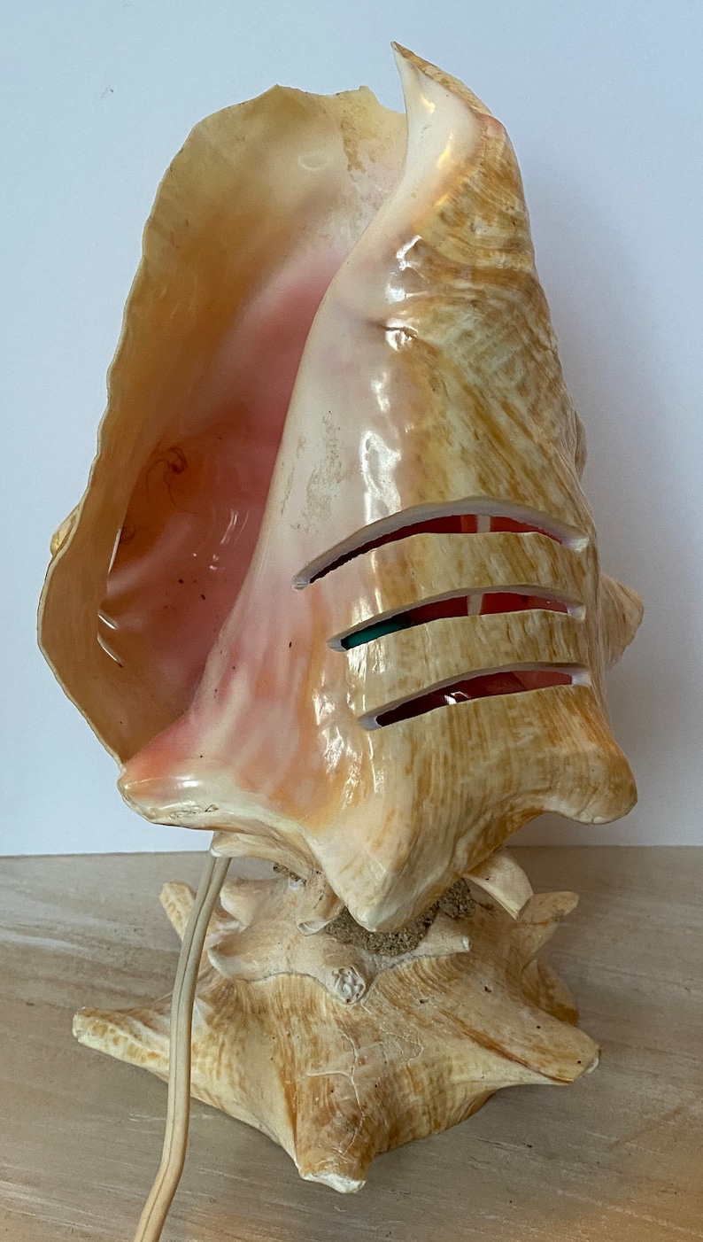 Vintage Conch Shell Light - Etsy