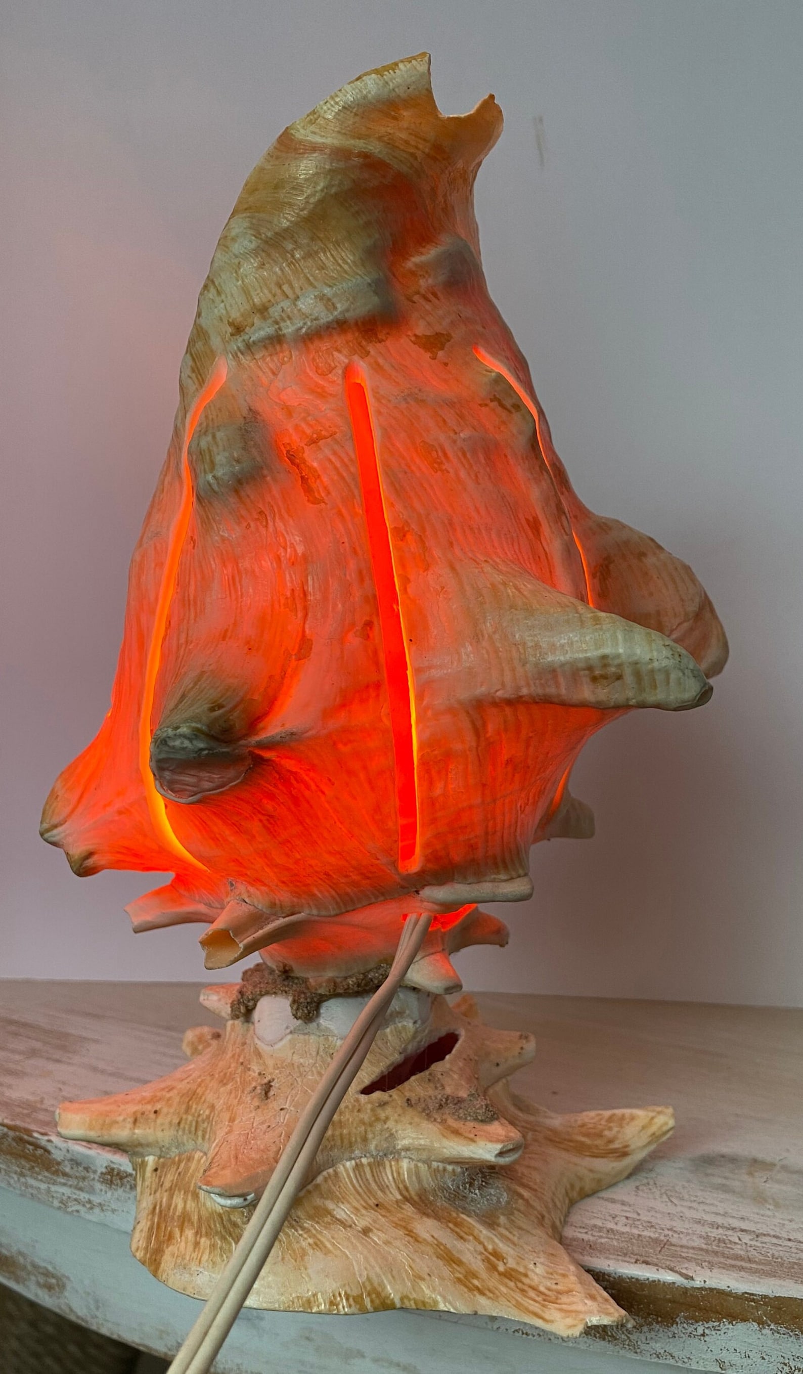Vintage Conch Shell Light - Etsy