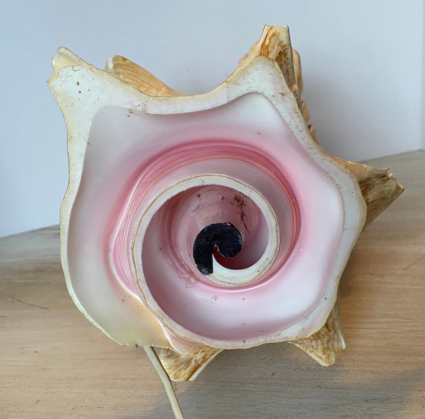 Vintage Conch Shell Light - Etsy