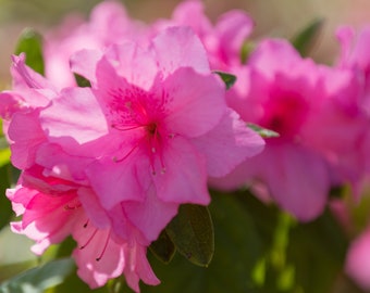 Pink Floral Art, Huntsville Garden, Love, Living Room Art, Kitchen Wall Prints