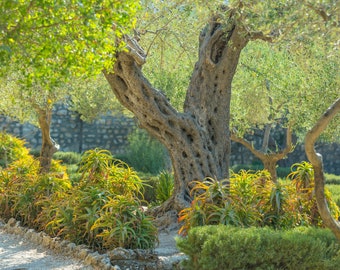 Garden of Gethsemane, Israel, Night of Crucifiction, Jesus praying, Holy