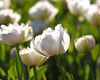 Sunlit Tulips