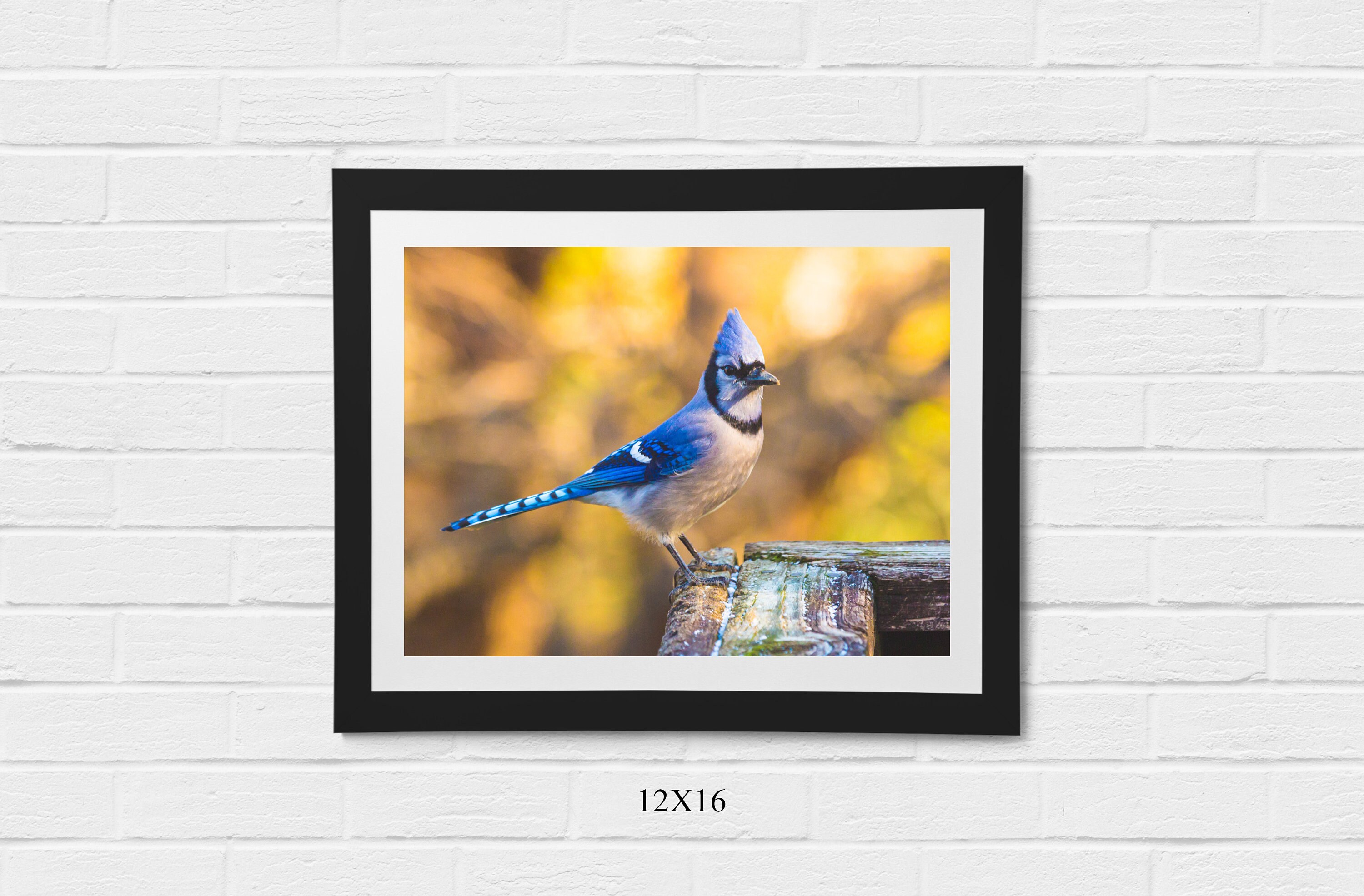 Blue Jay Bird, Brown Background. - Etsy