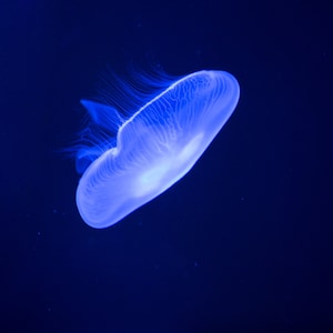 Méduses lunaires, Impressions de la vie océanique, Photo relaxante, Vie aquatique, Poisson