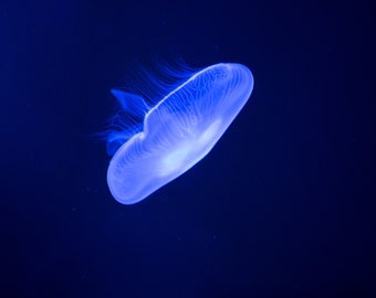 Moon Jellyfish, Ocean Life Prints, Relaxing Photo, Aquatic Life, Fish