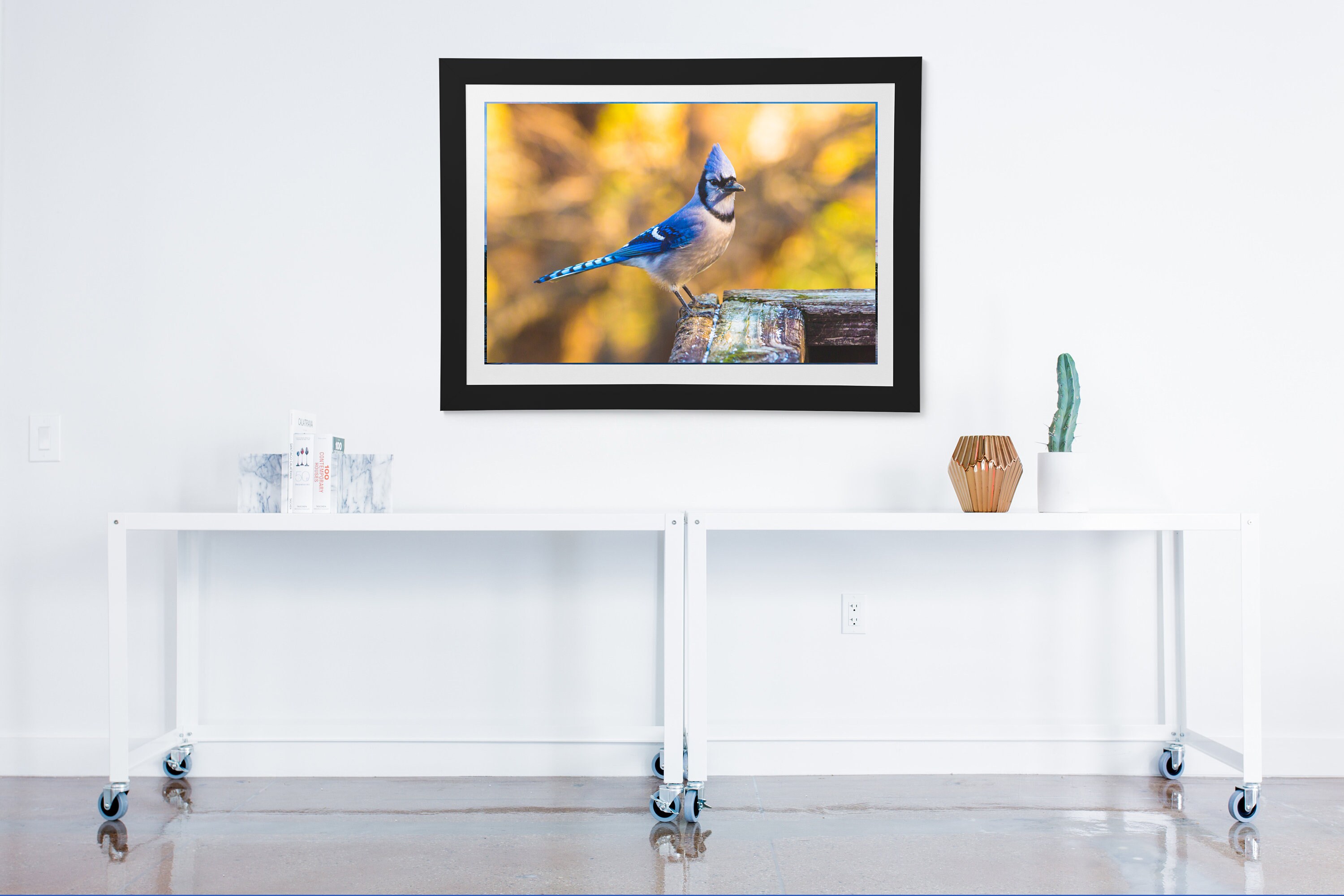 Blue Jay Bird, Brown Background. - Etsy