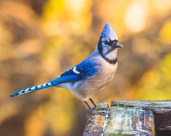 Blue Jay Bird, Brown background.