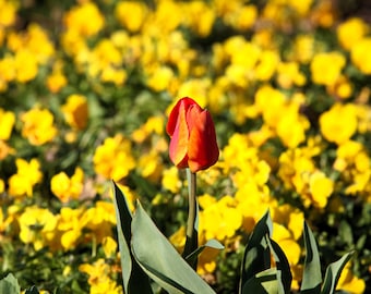 Individuality, Flowers, Be yourself, Summer Flowers, Warm Colors, Beautiful Flowers, Huntsville Garden, Kitchen Art