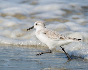 Sanderling, Sandpiper, Beach bird, beach art, coastal photo