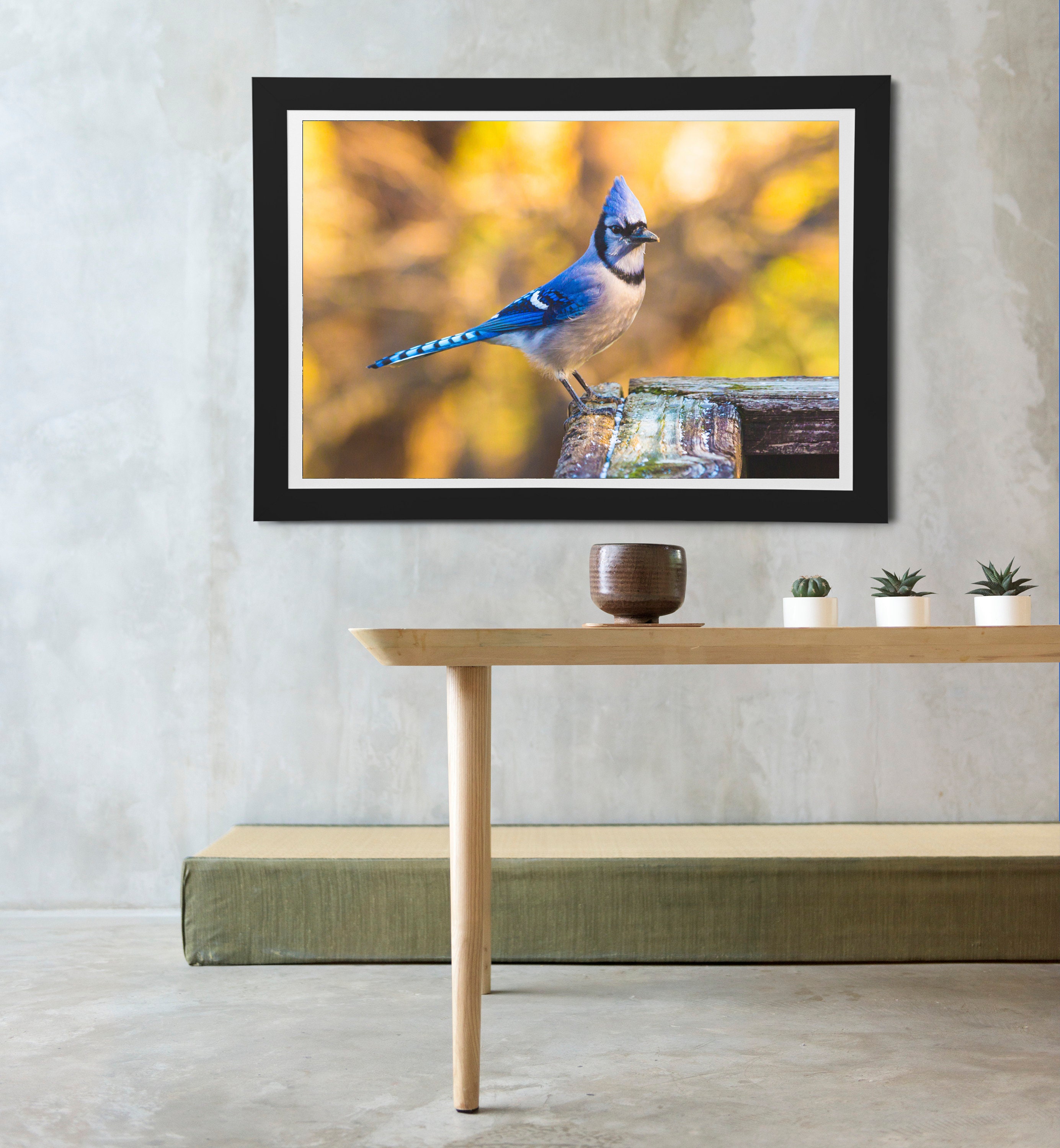 Blue Jay Bird, Brown Background. - Etsy