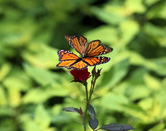 Butter-Flower, Monarch Butterflies, Living Room Art, Kitchen Wall Prints, Love, Butterfly Garden Art