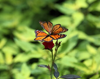 Butter-Flower, Monarch Butterflies, Living Room Art, Kitchen Wall Prints, Love, Butterfly Garden Art