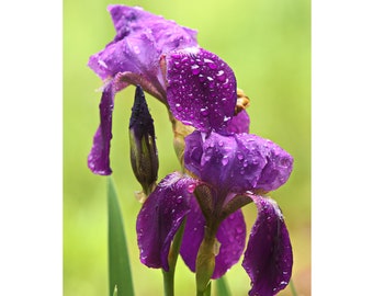 Purple Iris, Flower Wall Art, Flower Photography, Flower Petals Raindrops, Floral Prints, Kitchen Art, Living Room Art, Family Room Art