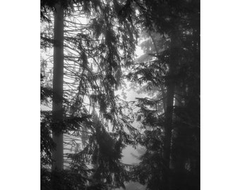 Trees Wall Art, Wall Decor, Trees Art Print, Forest Abstract Art, Trees Poster, Trees Wall Print, Trees Photography Print, Landscape Art
