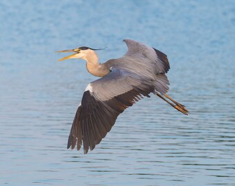 Great Blue Heron, Birds Flying Prints, Bird Photos, Nature Photography, Wall Art, Living Room Art, Kitchen Art
