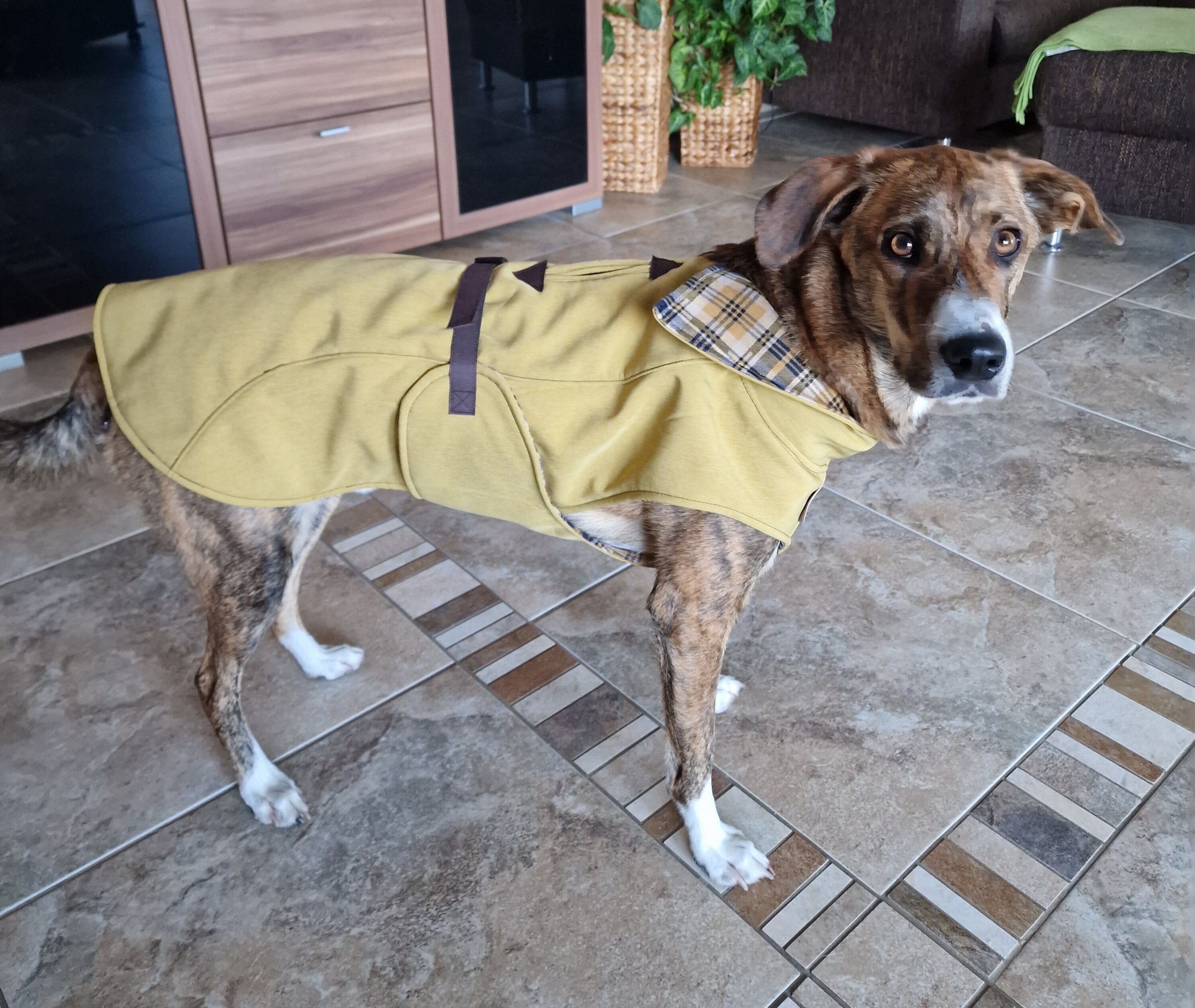 Burberry hundemantel