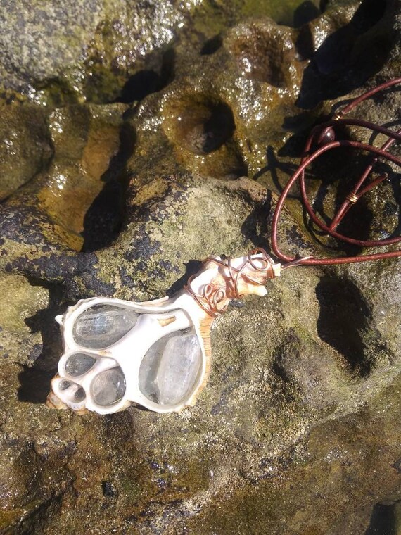 Quartz sliced seashell. Quartz filled seashell. Sliced Etsy