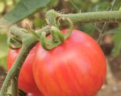 Mexikanische Wildtomate gelb-rot gestreift