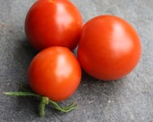 Subarctic Plenty - Bush tomato for balcony and terrace