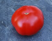 Koit - fruchtig-aromatische Tomate