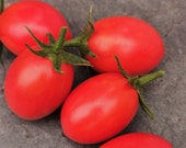 Chio Chio San - russische Tomate