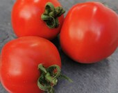 Marglobe - historische Fleischtomate