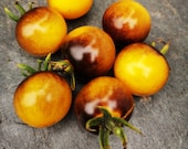 Antho gelb - schwarz-gelbe Cocktailtomate