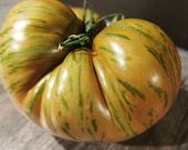 Giant Green Zebra - gelb-grün gestreifte Fleischtomate