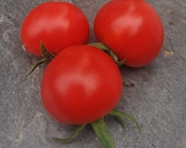 Große Weindorfer Tomate - historische Fleischtomate