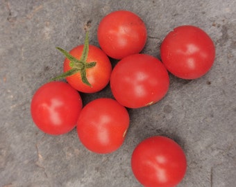 Mexikanische Honig (Miel du Mexique) - extrasüße Cocktailtomate