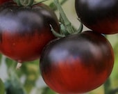 Tomate OSU Blue (P20) - schwarz-rote Tomate
