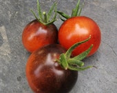 Bosque Blue - lila-schwarze Tomate