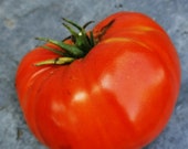 Bärentatze - unwiderstehlich leckere Fleischtomate