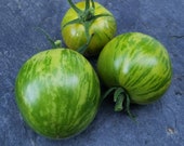 Green Zebra - grüne gestreifte Tomate