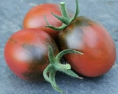 Koritschnevaja Sliva - Braune Pflaume - russische Tomate