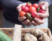 Sibirische Frühe Rote Tomate – Siberian Early