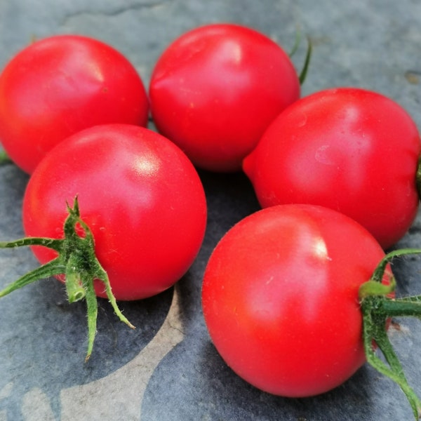 Subarctic Plenty - reichtragende Buschtomate für Balkon und Terrasse